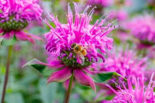 A bumblebee sitting on a bright pink bee balm flower
