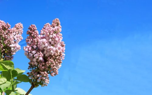 tree blooming with blue sky in background