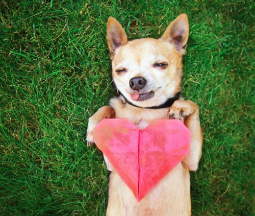 tiny chihuahua holding a paper heart on the grass