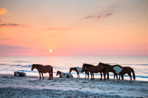 horses on assateague beach
