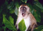 surprised monkey with mouth open - animal facts