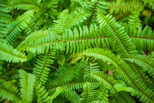 Bright green sword ferns