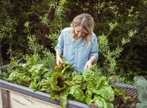 A woman harvesting chard from her raised vegetable garden bed