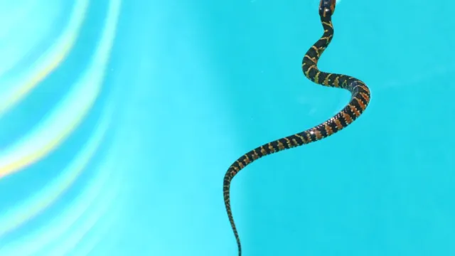 Snake in Pool