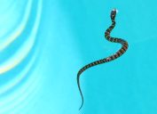 Snake in Pool