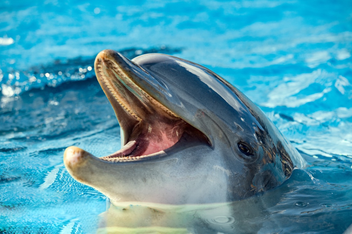 Are Dolphins Dangerous? 17 Facts That Suggest They pic