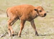 Newborn bison calf.