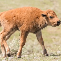 Newborn bison calf.