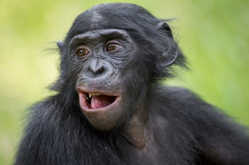bonobo juvenile