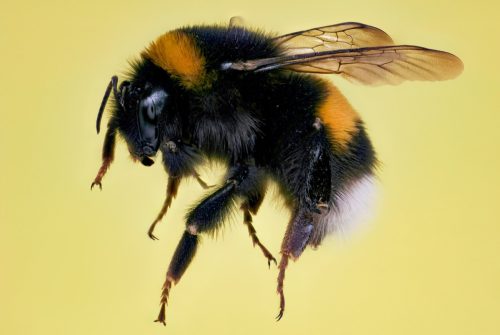 bumble bee on yellow background