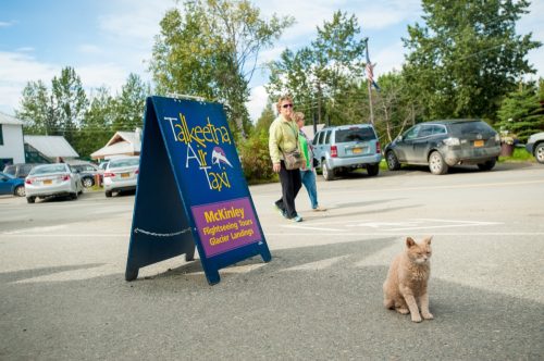 Mayor Stubbs the cat - one of the weird facts surrounding the town of Talkeetna