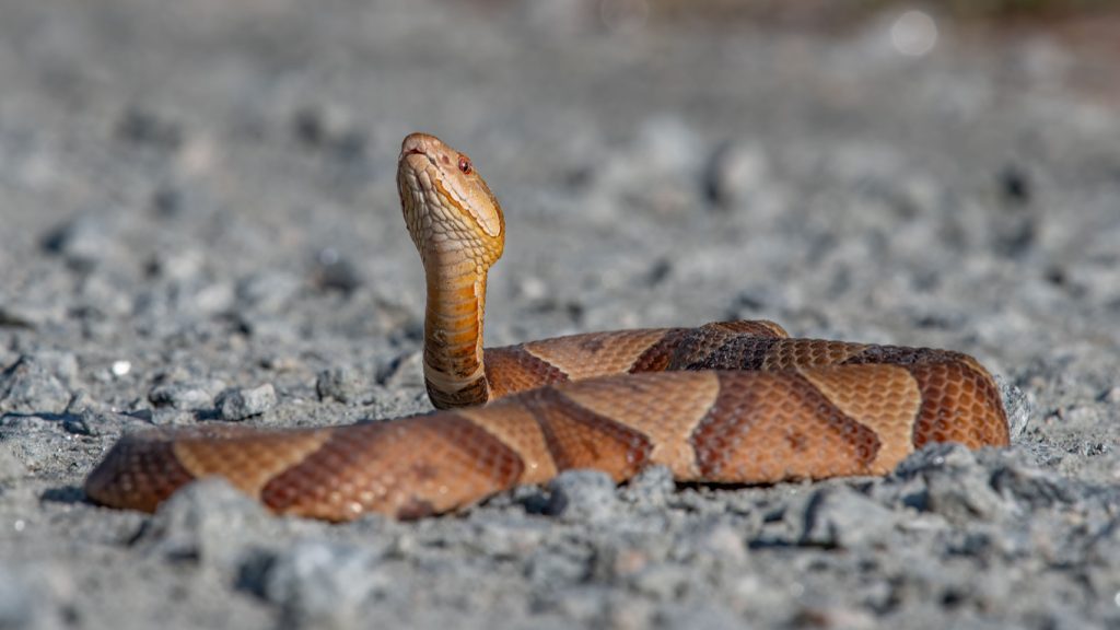 A copperhead snake rearing its head up while sitting on dirt