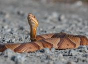 A copperhead snake rearing its head up while sitting on dirt