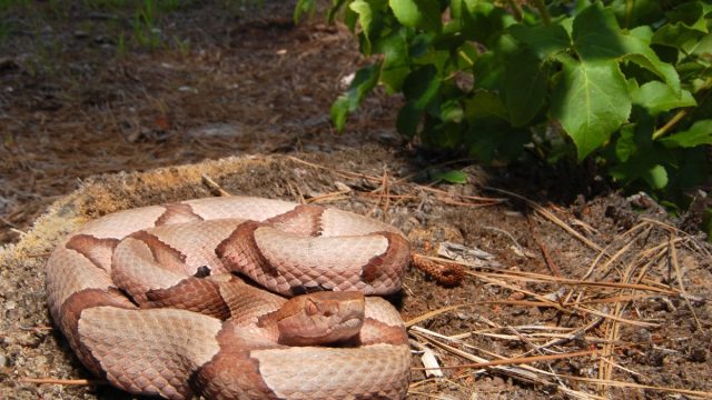 A copperhead snake coiled on the ground on a hiking trail