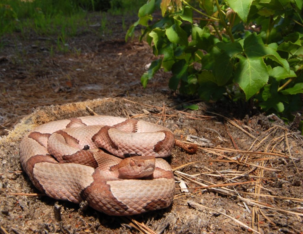 A copperhead snake coiled on the ground on a hiking trail