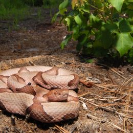 A copperhead snake coiled on the ground on a hiking trail