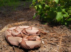A copperhead snake coiled on the ground on a hiking trail