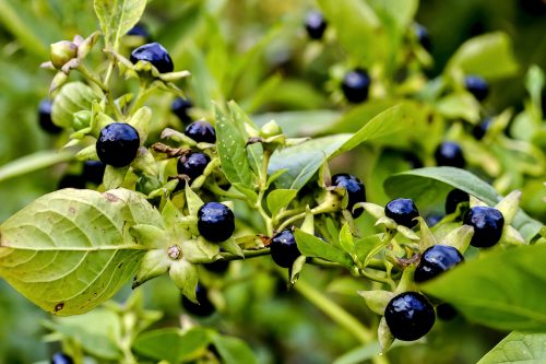 Blue berries on the deadly nightshade plant