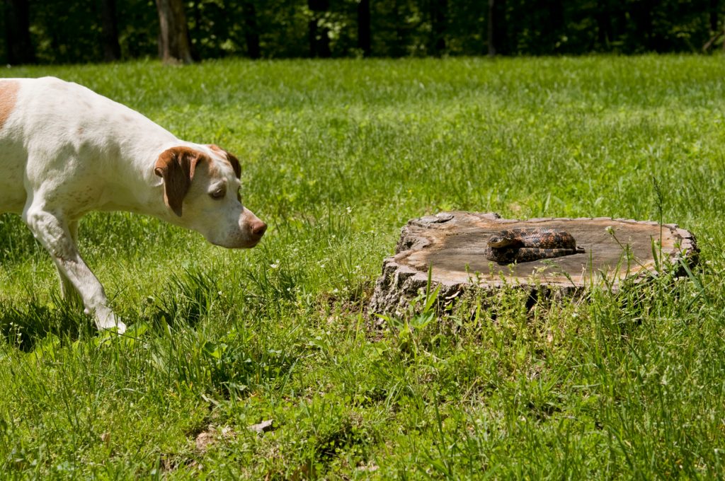 A white dog pointing at a snake coiled on a stump