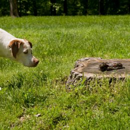 A white dog pointing at a snake coiled on a stump