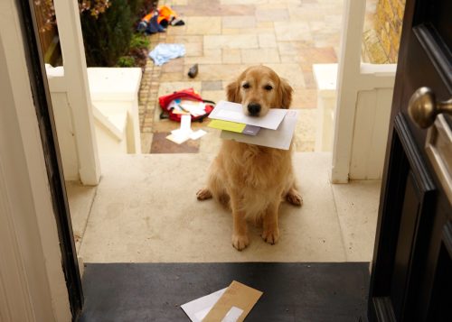Golden retriever dog sitting at front door with letters in mouth