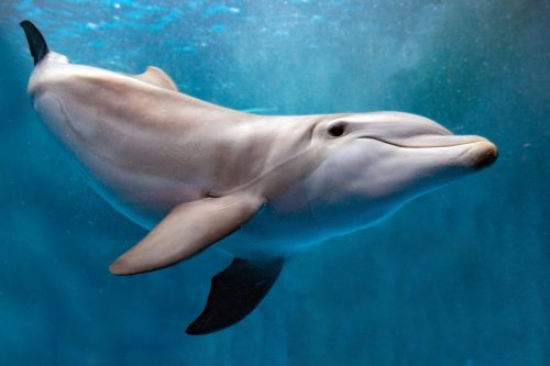 dolphin underwater