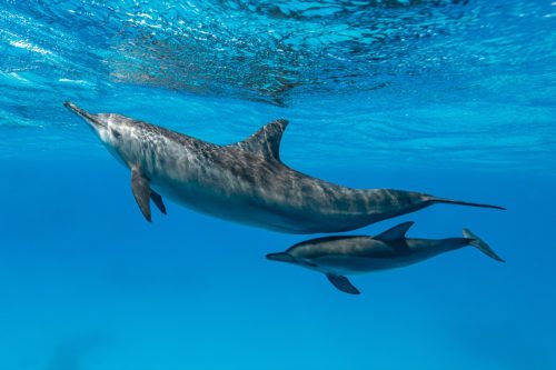 mother and baby dolphin underwater