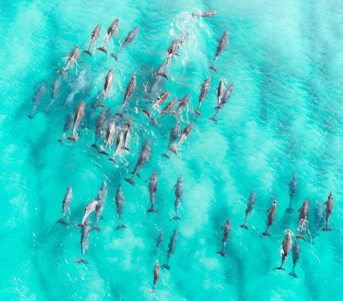 aerial view of a group of dolphins
