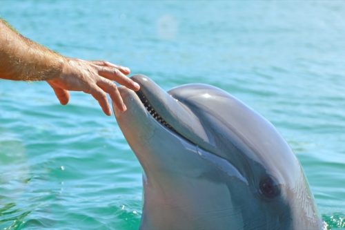 man reaching out to pet the head of a dolphin