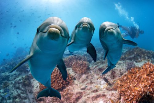 three dolphins looking at the camera underwater