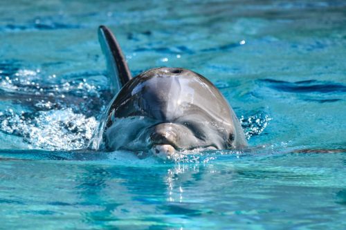 dolphin swimming at the surface of the water
