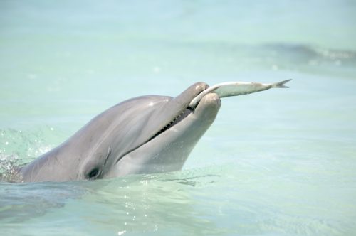 dolphin catches a fish