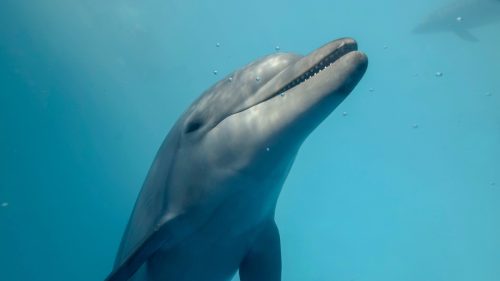 bottlenose dolphin swimming underwater