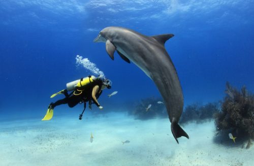 dolphin swimming with scuba diver