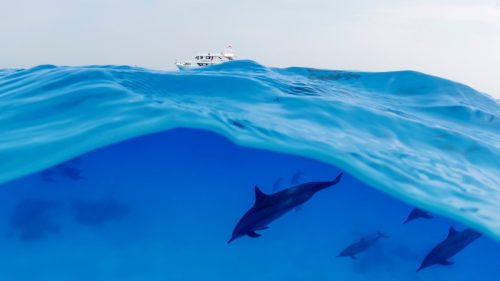 dolphins diving under a yacht