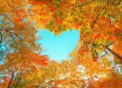 POV of fall foliage and blue skies