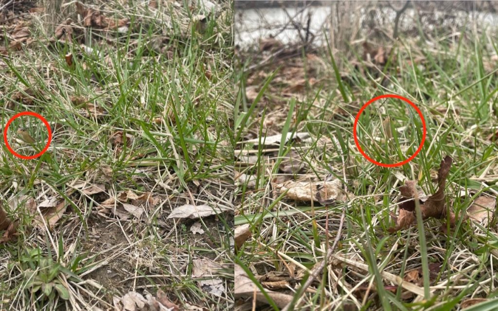 Side-by-side images of a garter snake hiding in grass with circles pointing out its position