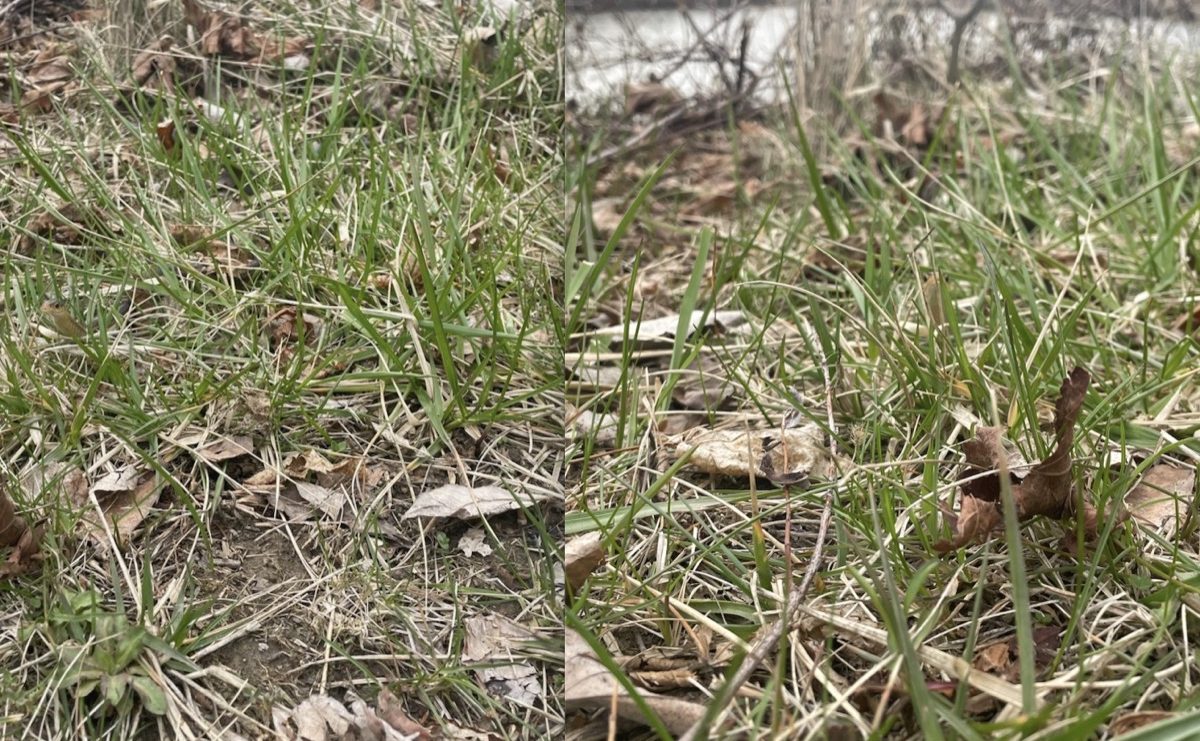 Viral Photo Shows Invisible Camouflaged Snake — Best Life