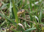 A garter snake hiding in grass
