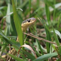A garter snake hiding in grass