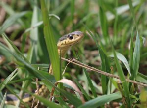 A garter snake hiding in grass