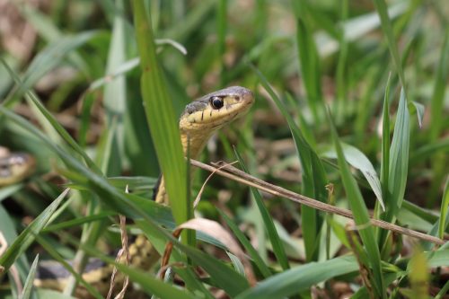 A garter snake hiding in grass