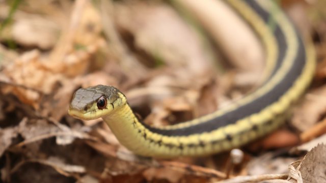 A garter snake on leaves