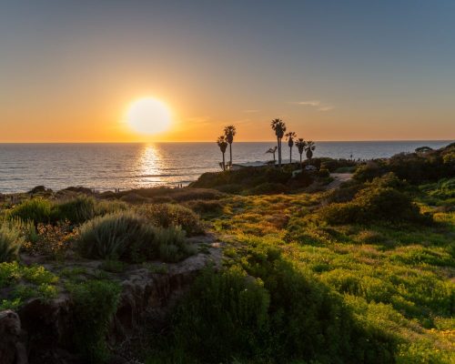 Sunset Cliffs is a coastal park in San Diego popular with locals and tourists to watch the sunset. Sunset Cliffs is well known for the dramatic landscape with wild flowers overlooking the Pacific Ocean.