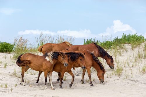 A group of wild ponies, horses, of Assateague Island on the beach in Maryland, USA. These animals are also known as Assateague Horse or Chincoteague Ponies. They are a breed of feral ponies that live in the wild on an island off the coast of Maryland and Virginia. It is unknown how the animals originally populated the island, although there are a few legends.