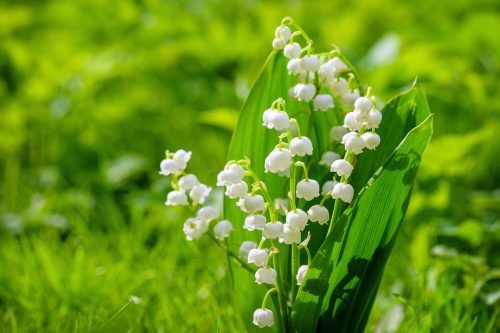 Close up of a Lily of the Valley plant outside