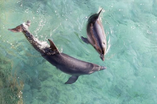 male and female dolphins swimming together