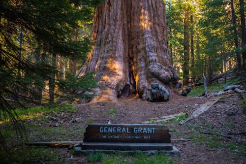 Sequoia National Park, General Grant Tree.