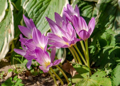 A Colchicum plant with purple flowers