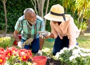 Cặp vợ chồng già người Mỹ gốc Phi dành thời gian trong khu vườn của họ vào một ngày nắng đẹp để trồng hoa.